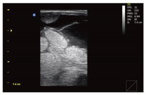 late-pregnacy-bovino.jpg