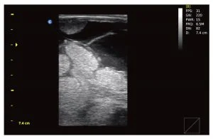 late-pregnacy-bovino.jpg